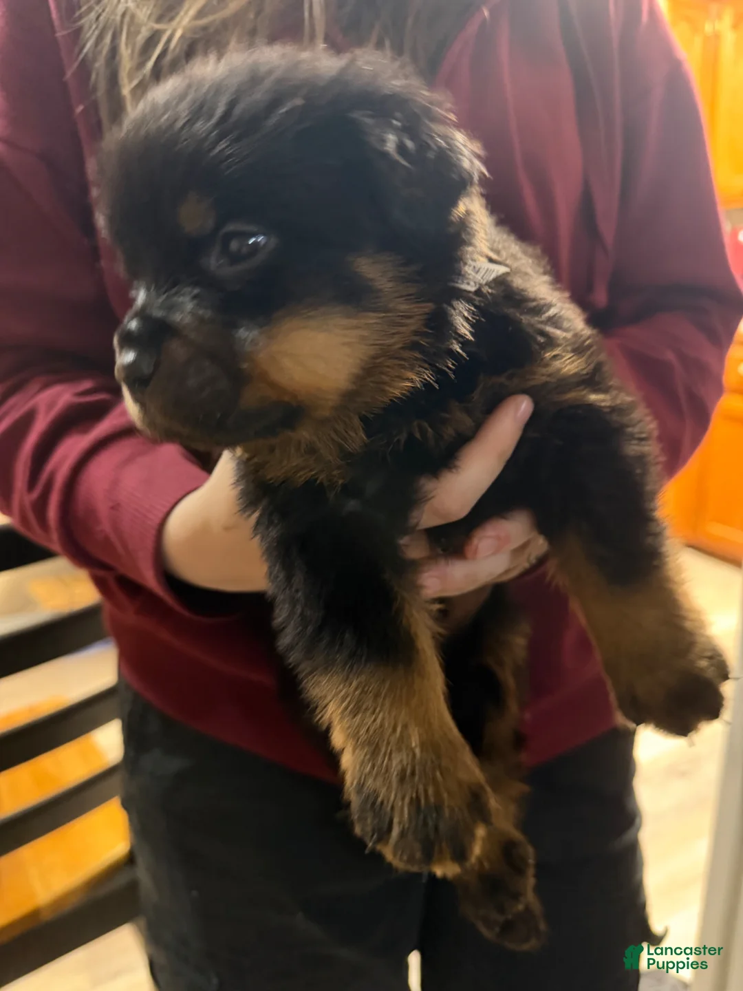 Rottweiler dogs for sale: Rottweiler Puppy 9 - Ad 1