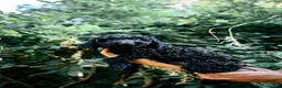 Goldendoodle dogs for sale: Nova - Ad 2