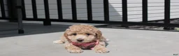 Bichpoo dogs for sale: Stella  - Ad 6
