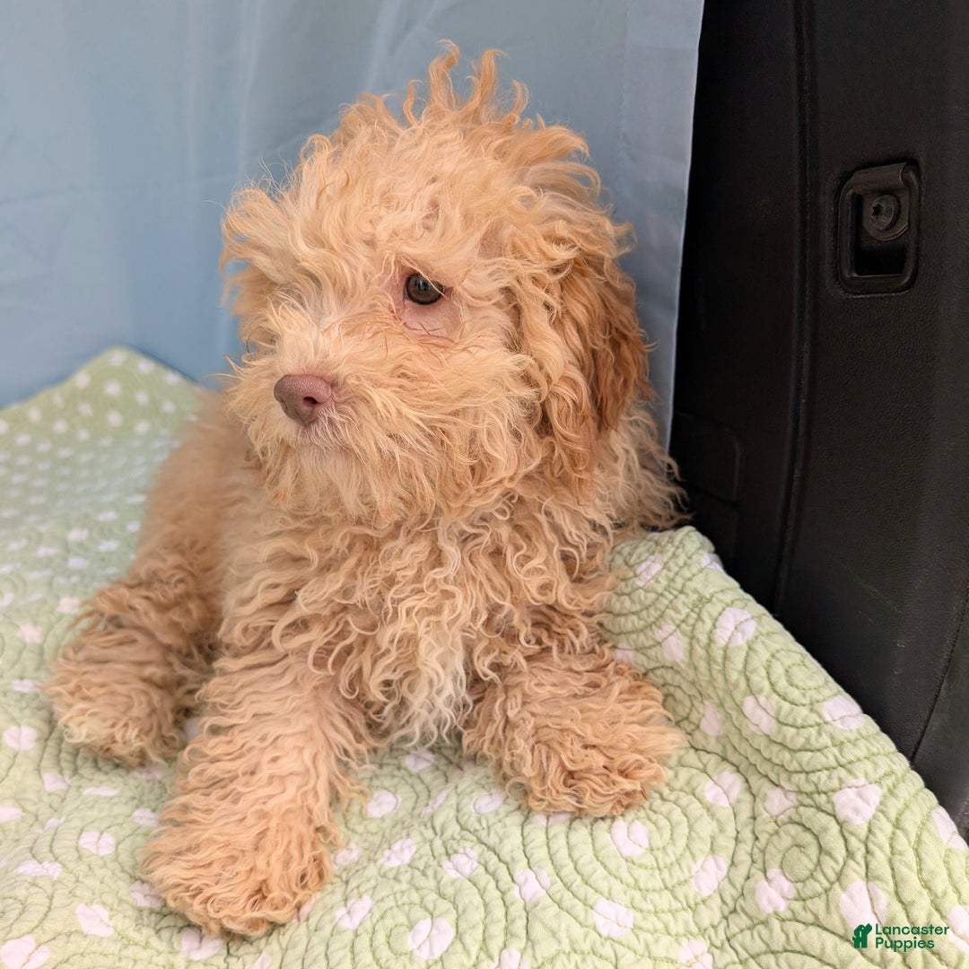 Toy Poodle dogs for sale: Rotini - Ad 7