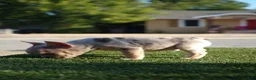 French Bulldog dogs for sale: Adak  - Ad 3