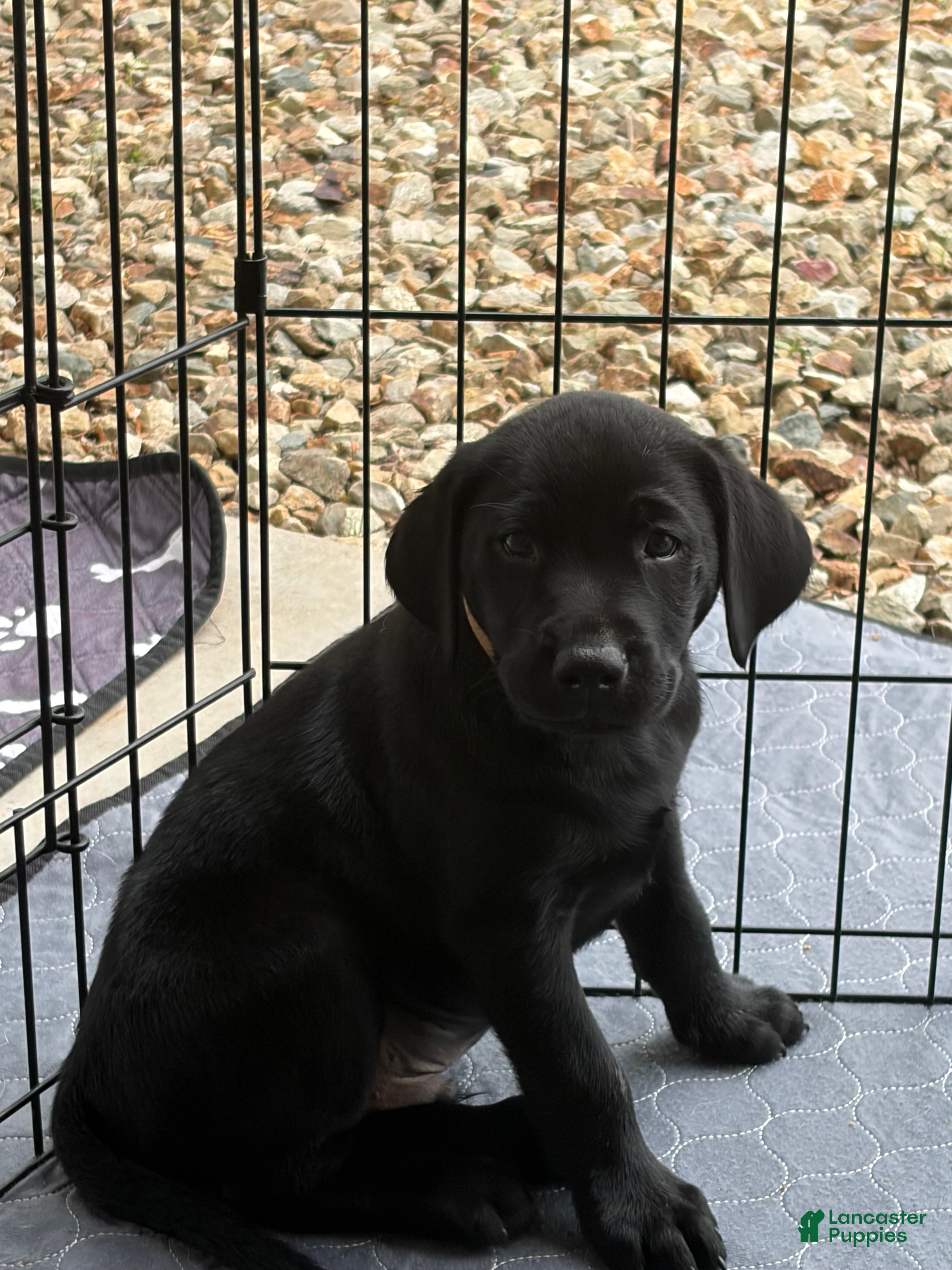 Labrador Retriever dogs Labrador Retriever 6 - Ad 10