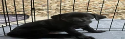 Labrador Retriever dogs for sale: Labrador Retriever 6 - Ad 1