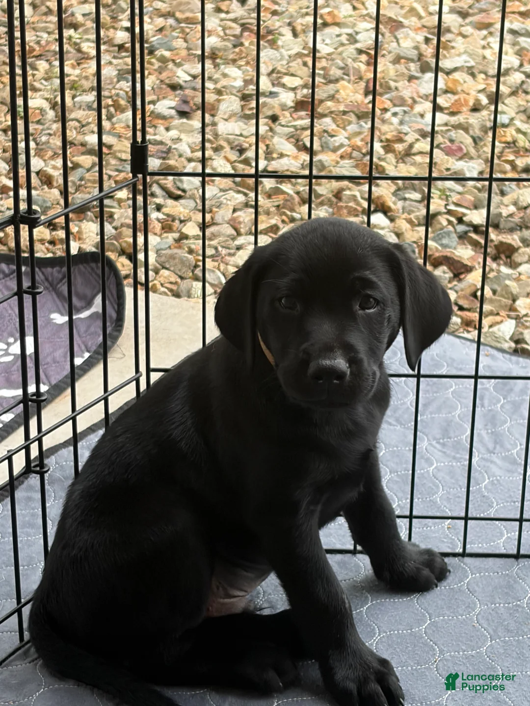 Labrador Retriever dogs for sale: Labrador Retriever 6 - Ad 1