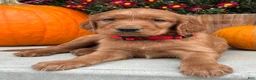 Irish Setter dogs for sale: Harrison - Ad 14
