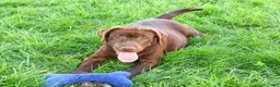 Labrador Retriever dogs for sale: Samuel - Ad 4