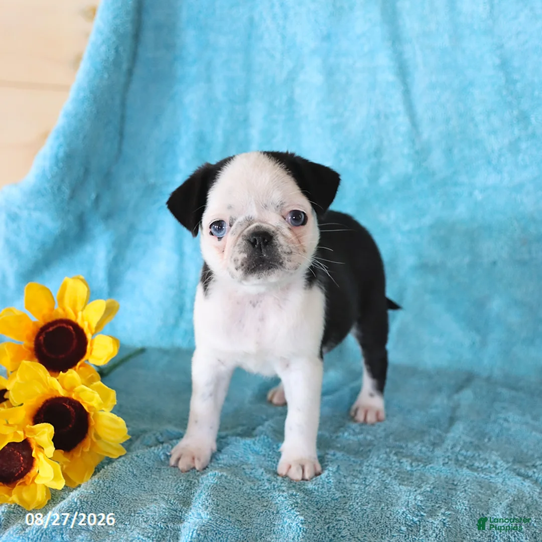 Pug dogs for sale: Sweetie - Ad 1