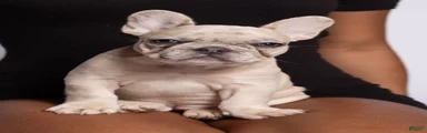 French Bulldog Puppy 3