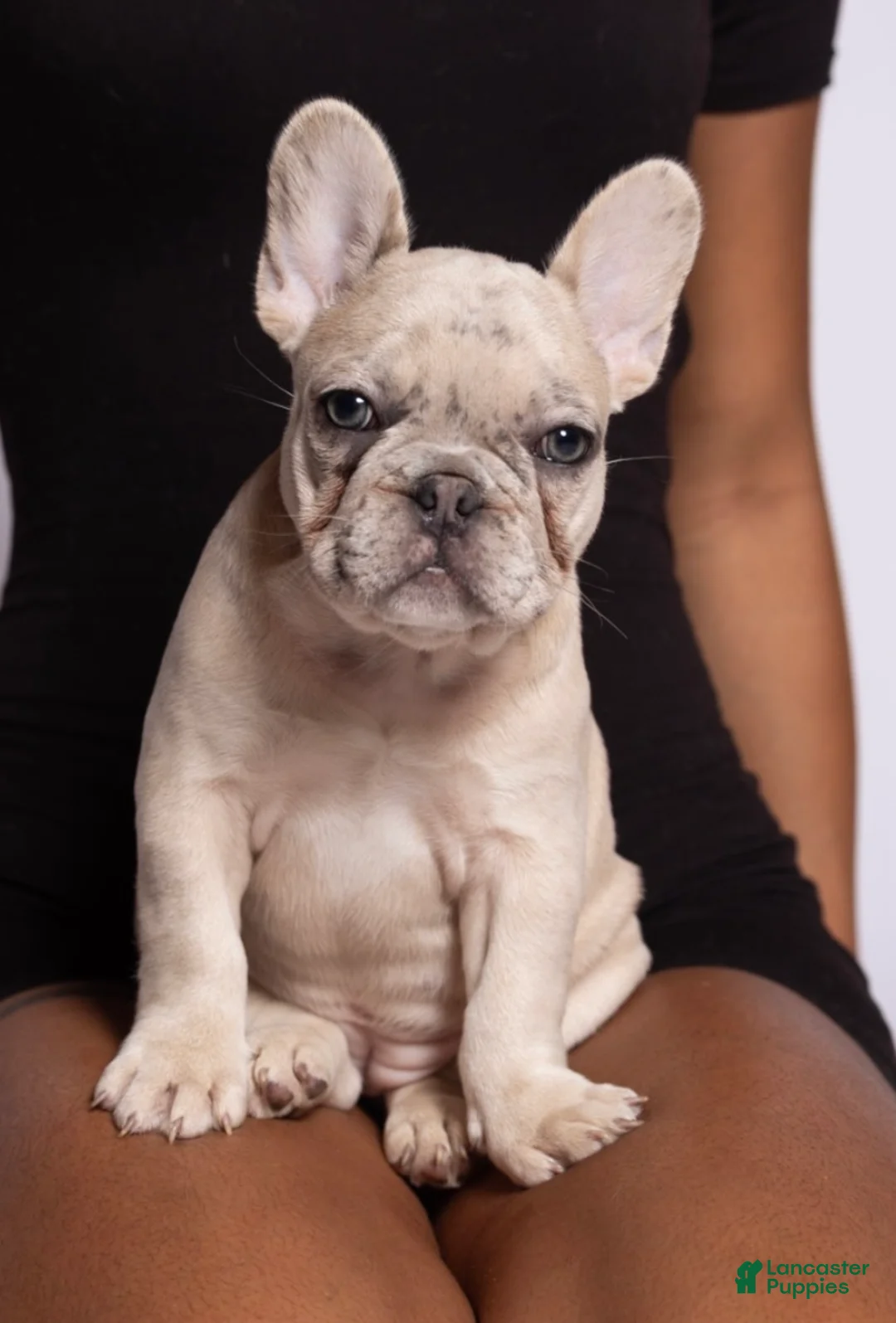 French Bulldog dogs for sale: French Bulldog Puppy 3 - Ad 1
