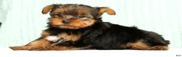 Yorkshire Terrier dogs for sale: Molly - Ad 5