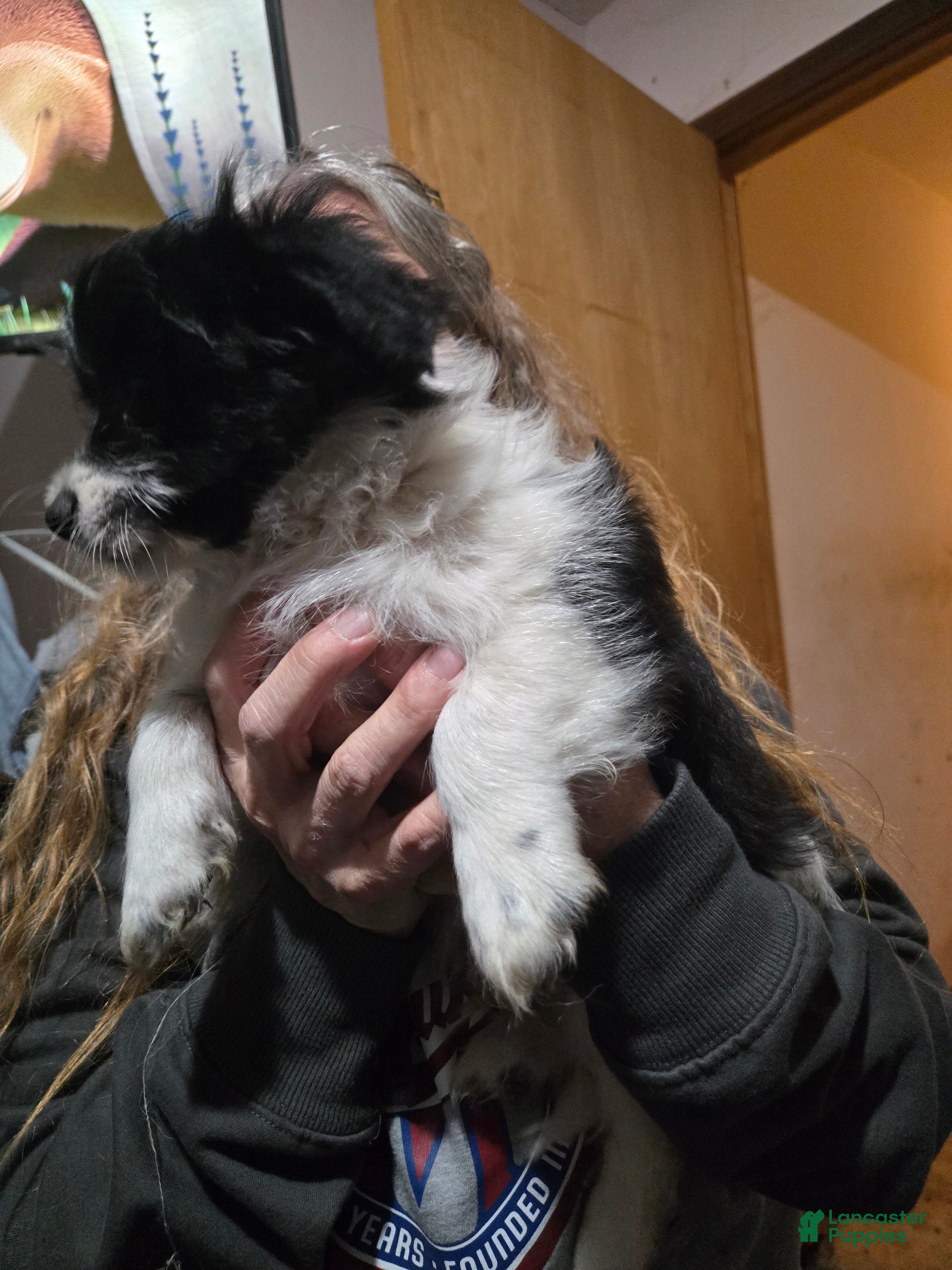 Mixed Breed dogs Mixed Breed Puppy 1 - Ad 20