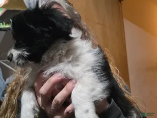 Mixed Breed dogs Mixed Breed Puppy 1 - Ad 21