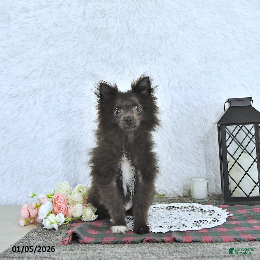 Pomeranian dogs Lincoln  - Ad 20