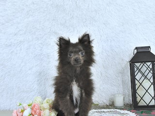 Pomeranian dogs Lincoln - Ad 20