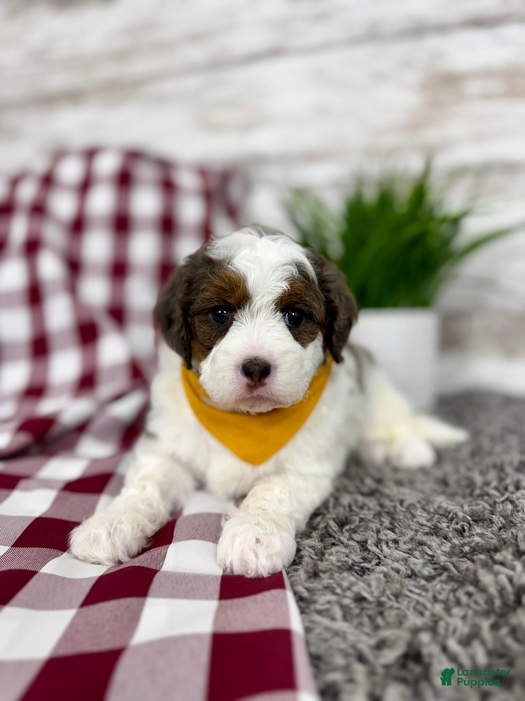 Mini Bernedoodle dogs for sale: Daisy - Ad 9