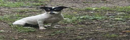 Rat Terrier dogs for sale: Rat Terrier 4 - Ad 5