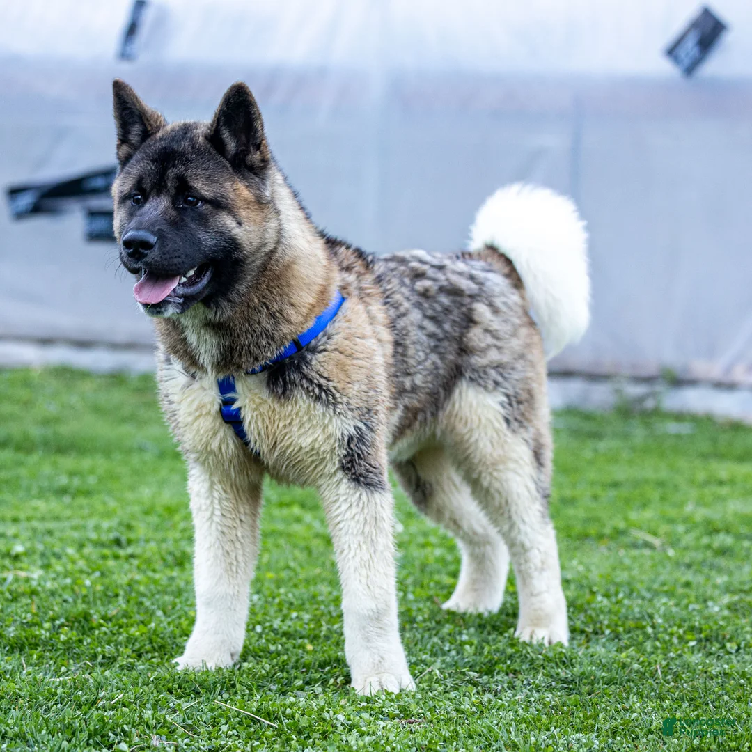 Akita dogs for sale: Pumpkin - Ad 2