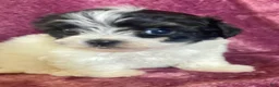 Havanese dogs for sale: Sophie - Ad 5