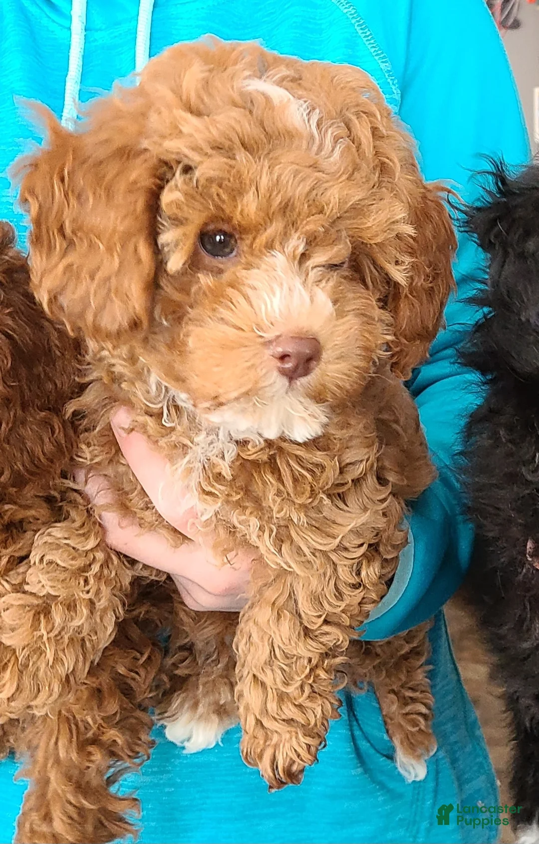 Miniature Poodle dogs for sale: Miniature Poodle Puppy 2 - Ad 2