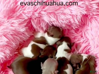 Chihuahua dogs - Ad 18