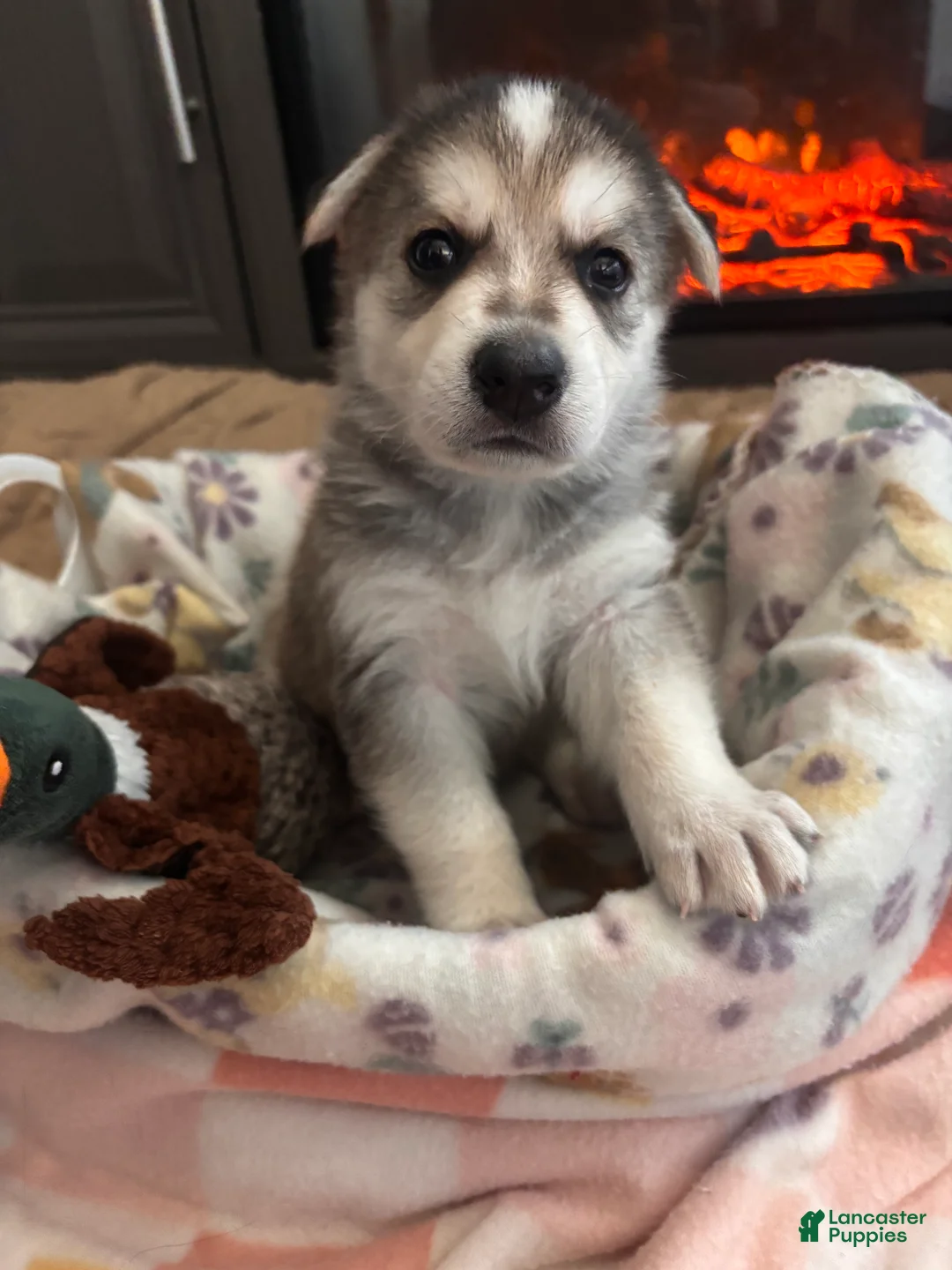 German Shepherd dogs for sale:  Puppy 6 - Ad 1