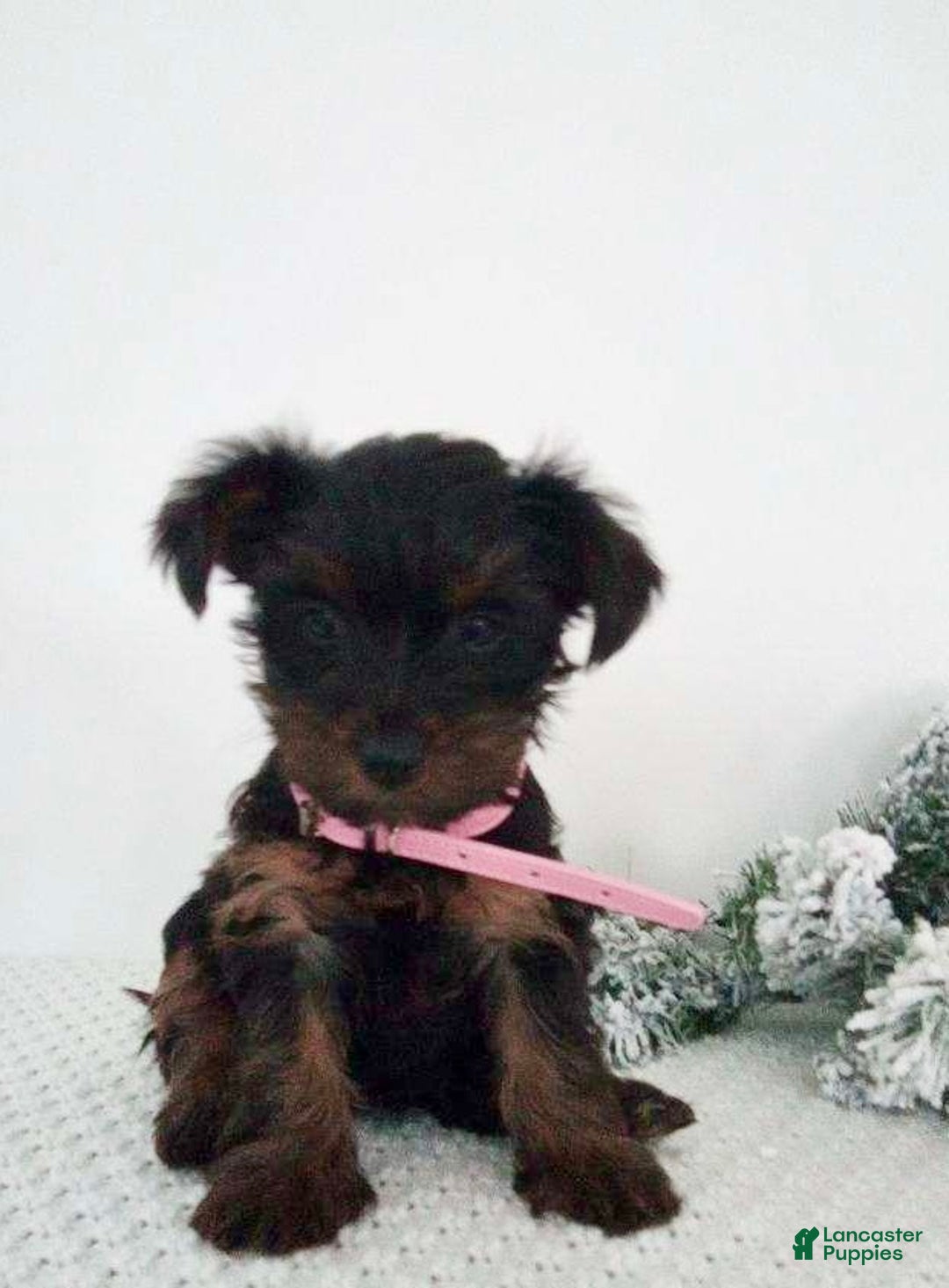 Yorkshire Terrier dogs for sale: Jana - Ad 4
