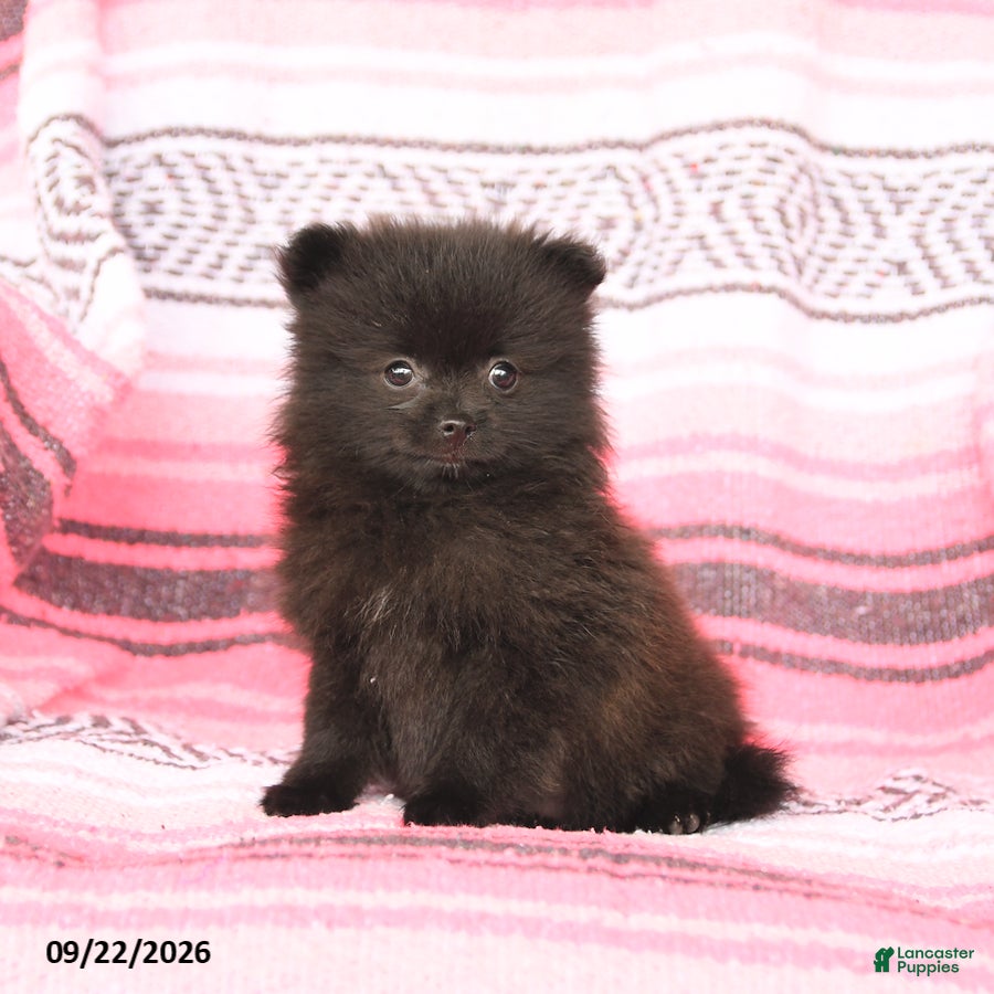 Pomeranian dogs Tiny - Ad 1