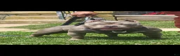 American Bully dogs for sale: American Bully 4 - Ad 2