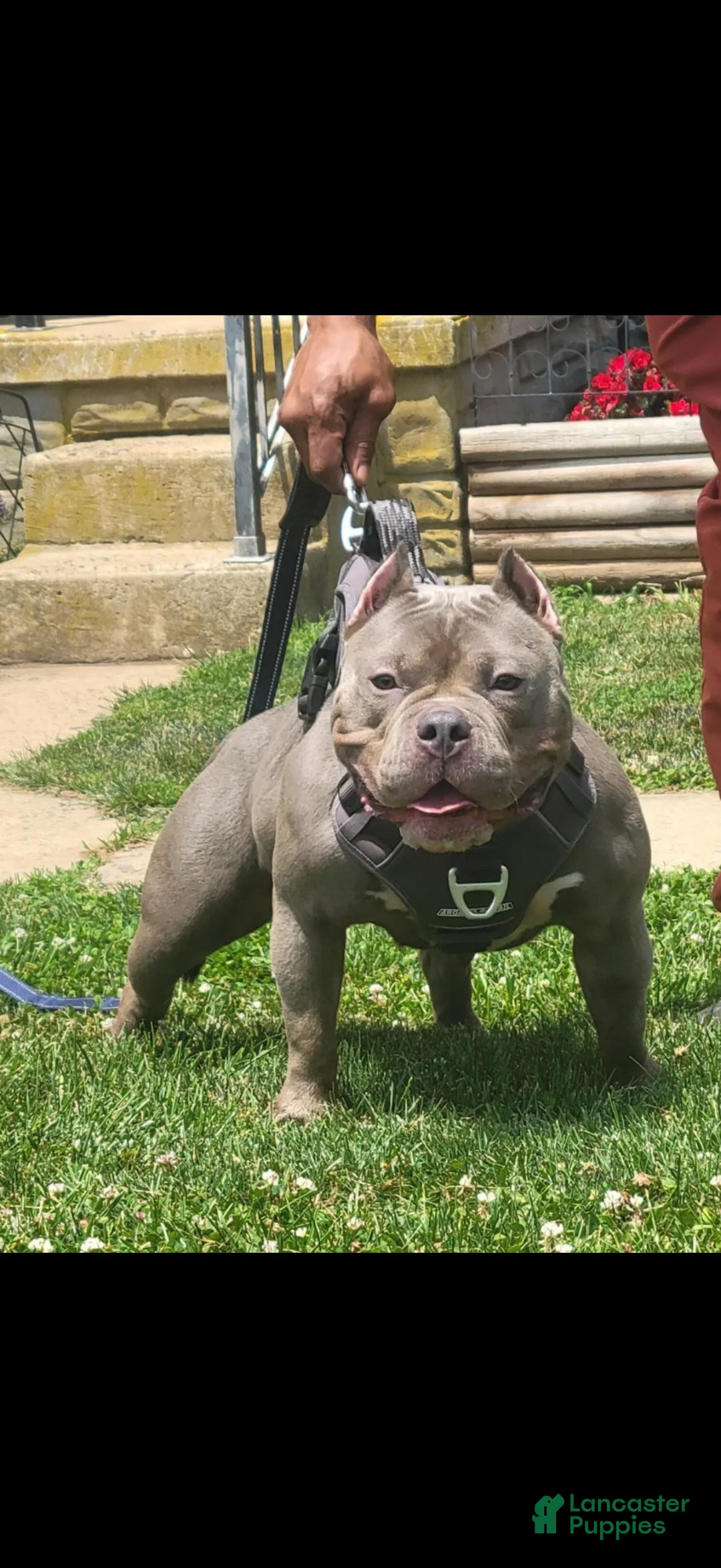 American Bully dogs for sale: American Bully 4 - Ad 2