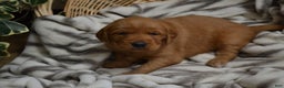 Golden Retriever dogs for sale: Bambi - Ad 9