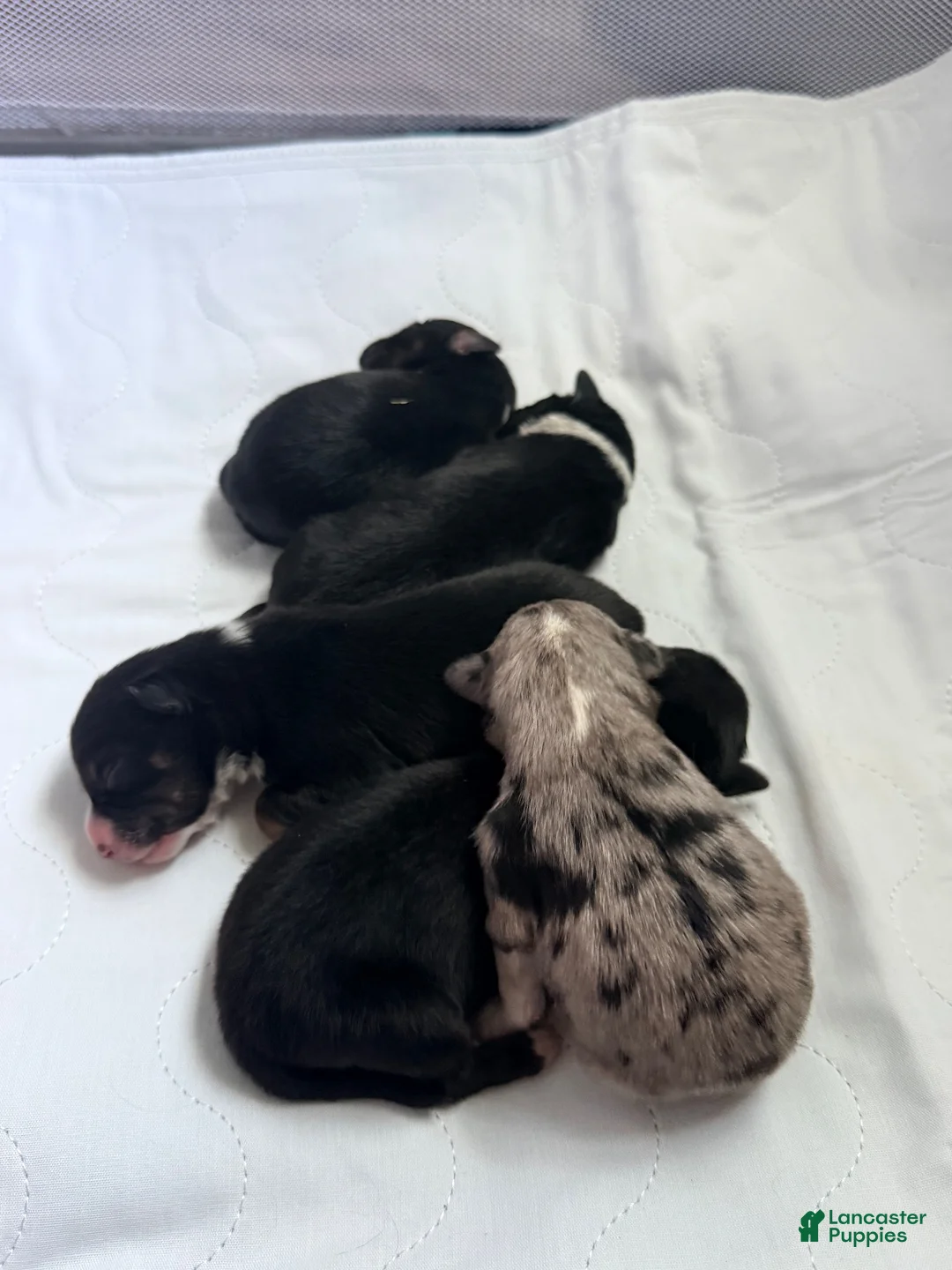 Miniature Australian Shepherd dogs for sale: Male #1 - Rhysand - Ad 4