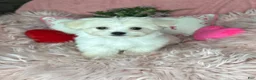 Maltese dogs for sale: Tinkerbell - Ad 2