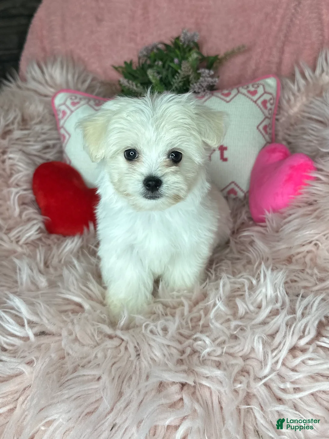 Maltese dogs for sale: Tinkerbell - Ad 2
