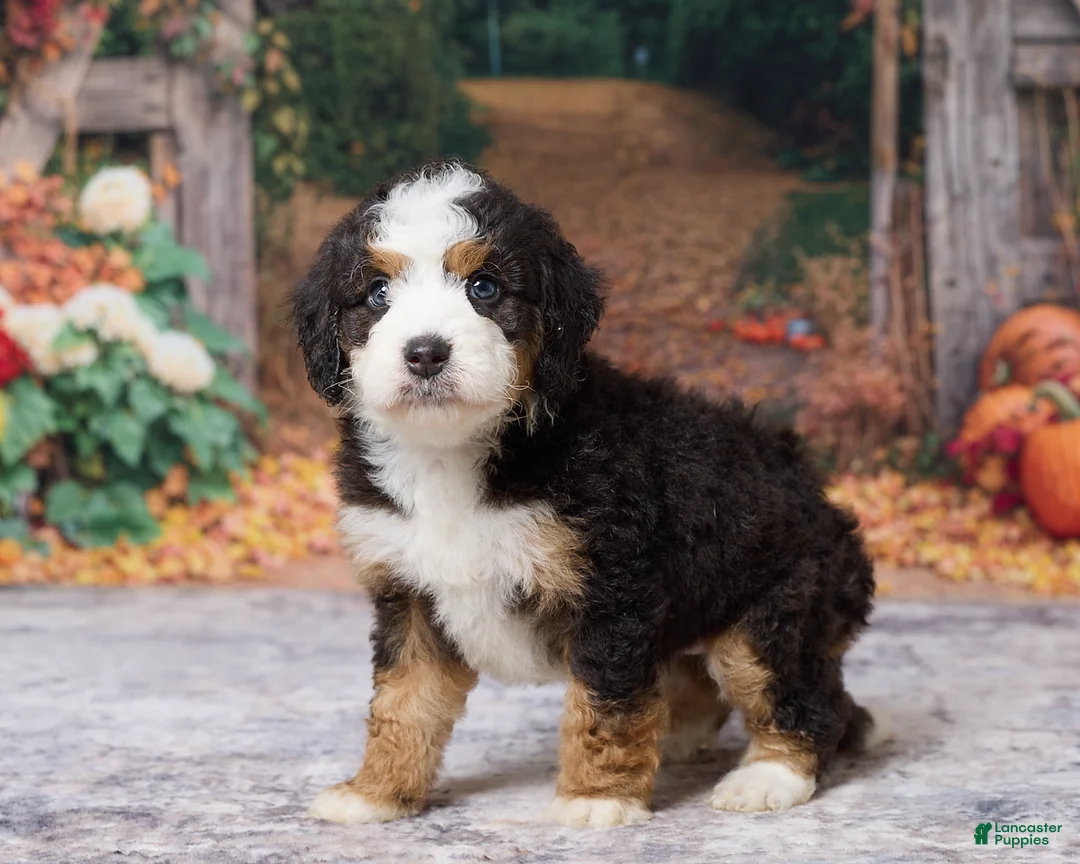 Bernedoodle dogs for sale: Keanu - Ad 5