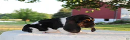 Basset Hound dogs for sale: Buddy - Ad 3
