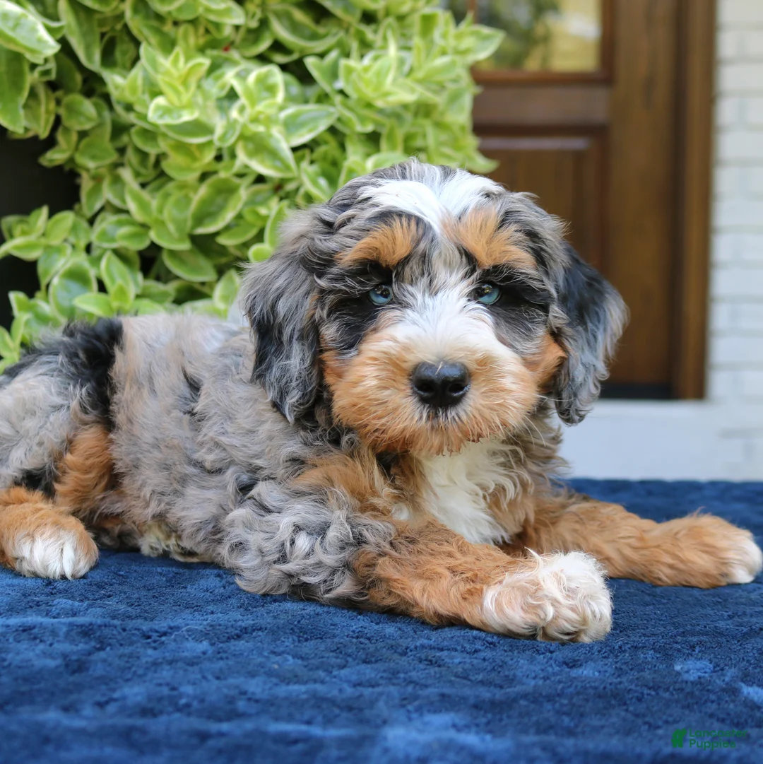 Bernedoodle dogs for sale: Everette  - Ad 2