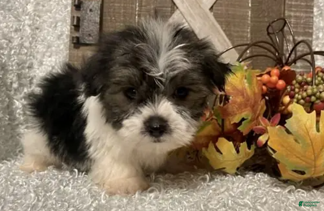 Morkie dogs for sale: Hawk - Ad 2