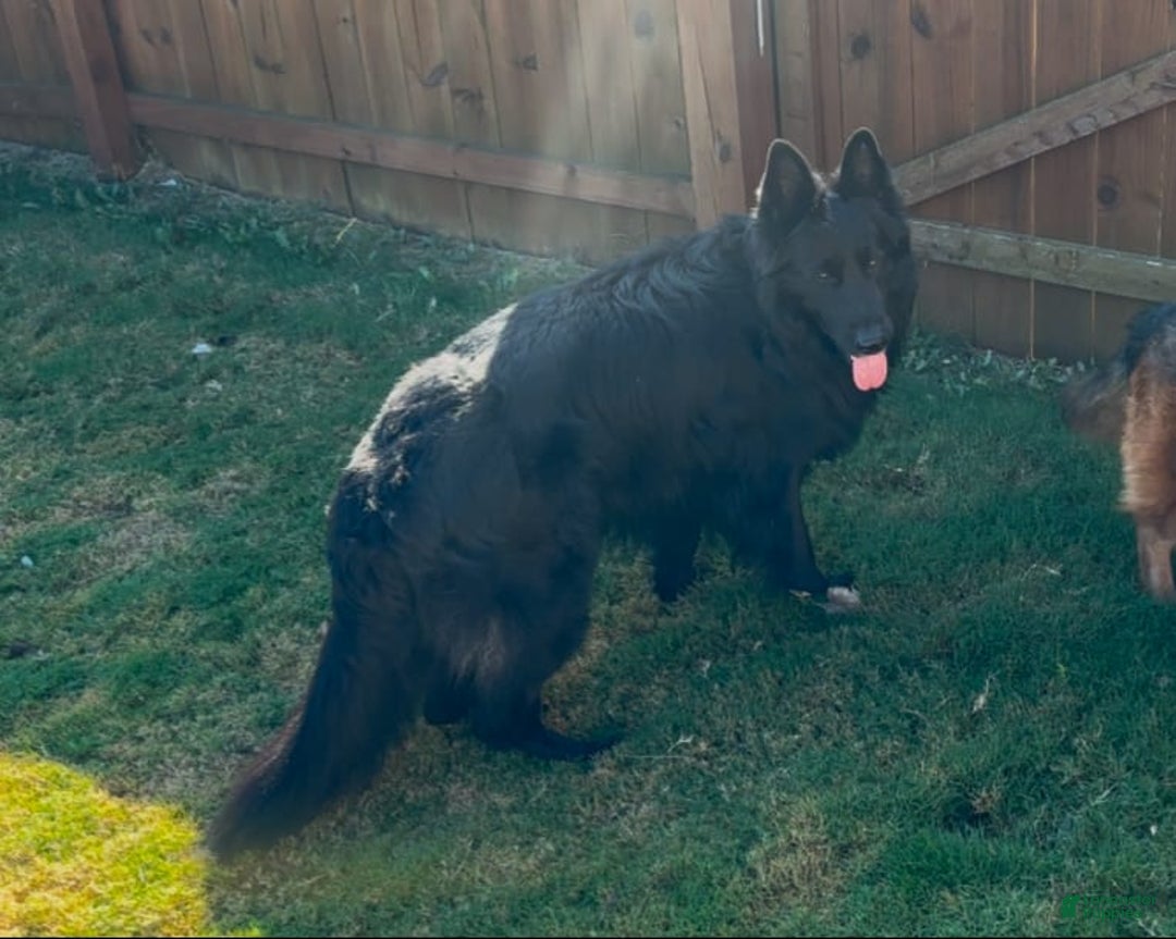 German Shepherd dogs for sale: Mango - Ad 14