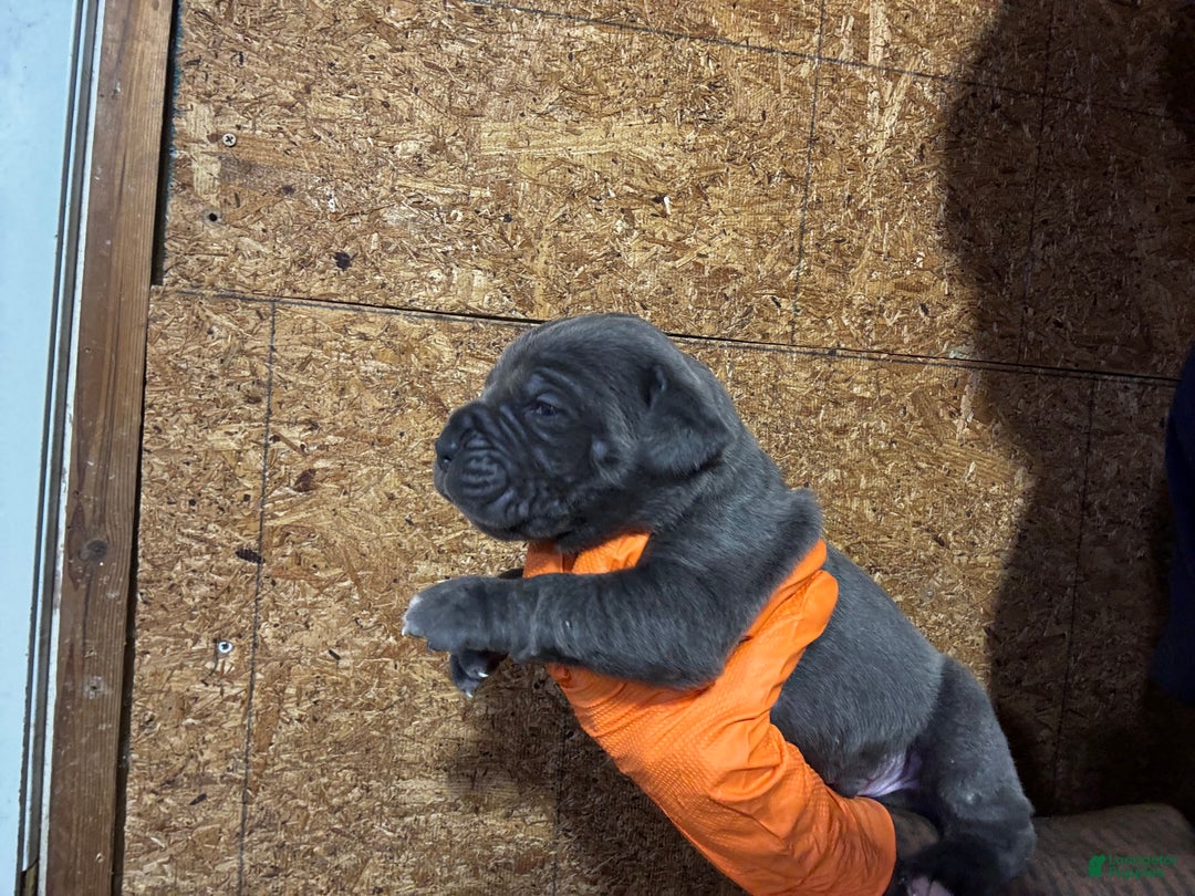 Cane Corso dogs for sale: Cane Corso Puppy 4 - Ad 2