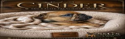 French Bulldog dogs for sale: Inferno - Ad 11