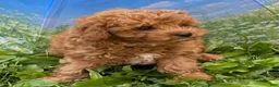 Cavapoo dogs for sale: Hector - Ad 10