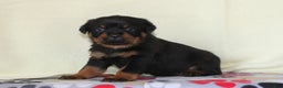 Rottweiler dogs for sale: Peace - Ad 3