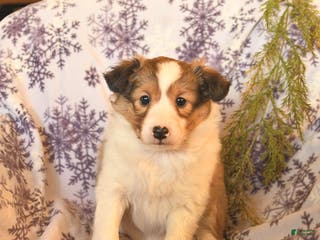 Shetland Sheepdog dogs Eve - Ad 18