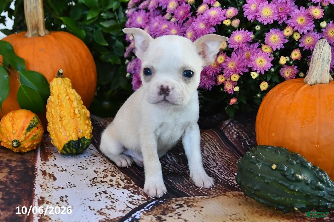 Boston Terrier dogs for sale: Taz Male Boston Terrier - Ad 2