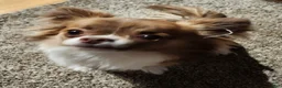 Chihuahua dogs for sale: Gizmo - Ad 1
