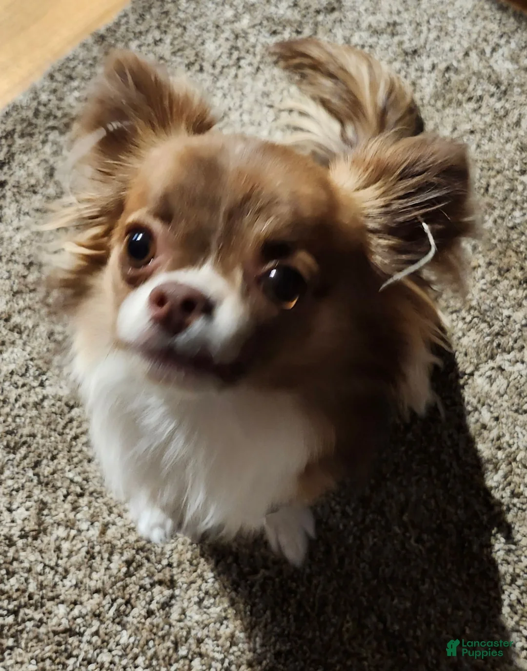 Chihuahua dogs for sale: Gizmo - Ad 1