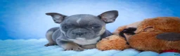 Frenchton dogs for sale: Poppy  - Ad 17