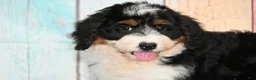 Bernedoodle dogs for sale: Bernedoodle 2 - Ad 2