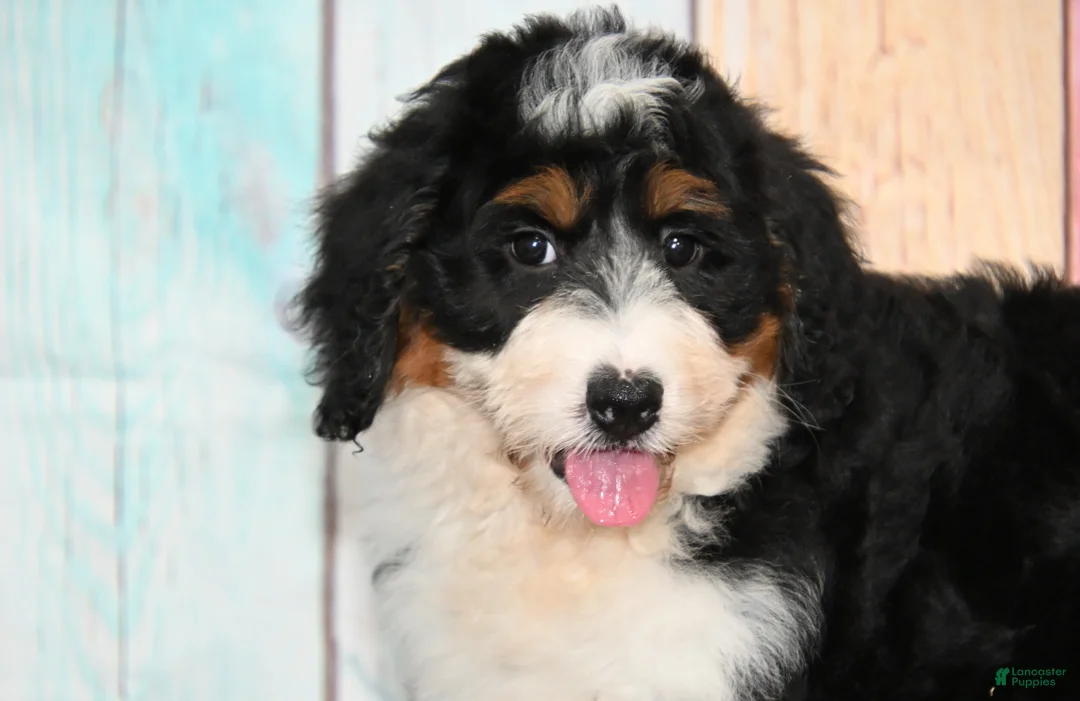 Bernedoodle dogs for sale: Bernedoodle 2 - Ad 2