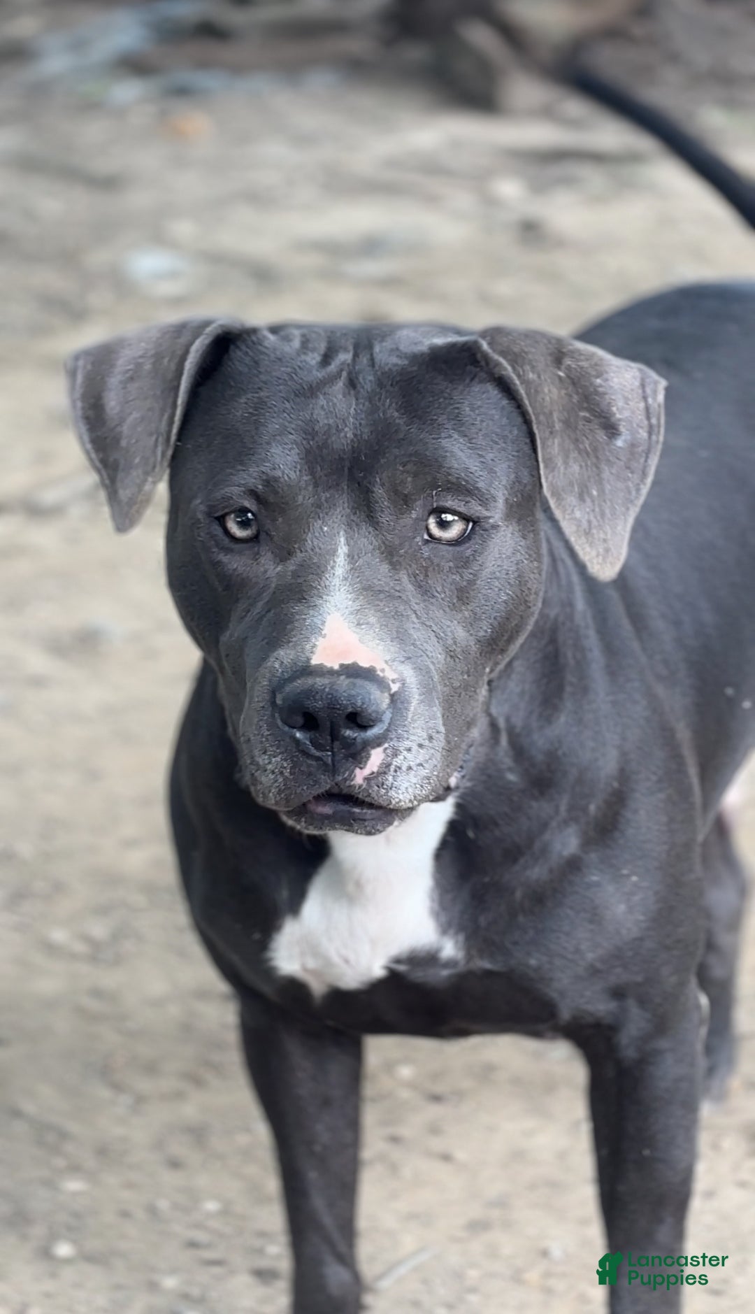 Mixed Breed dogs for sale: Myla - Ad 6